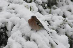 10959817_256505174519692_7982675378501394625_n