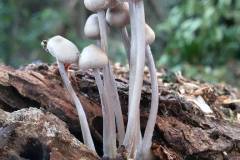 11008396_370217046481837_4317901883351391103_n