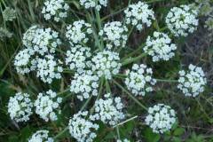 11041128_336184863218389_7799273829819835879_n