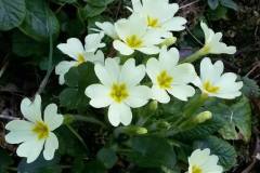 11061317_278595245644018_6979819956333939688_n