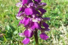 11164610_294739277362948_1156594897044079165_n