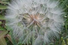 11207359_310064782497064_3176107058091680190_n