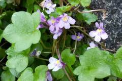 11215826_305719356264940_1321219849085844378_n