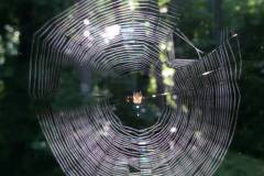 11695721_333772886792920_6970503086554072412_n