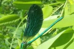 11703095_335376423299233_6536512301181920690_n