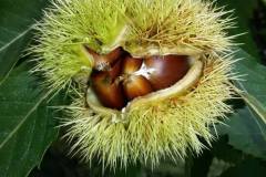 12106938_362944507209091_4158202340388653136_n