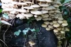 12122529_364514810385394_4312745632364170651_n