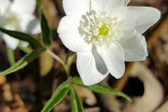 17342701_587589294744610_6365711298730586486_n