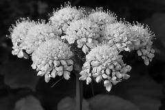 18671170_624527077717498_4465081647201995012_n