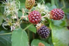 21034574_670689503101255_7259497648324829246_n