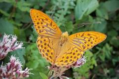 21151292_670688933101312_3846810062716636382_n