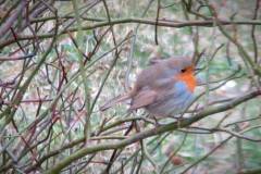 29433091_778146609022210_4825962520940380160_n